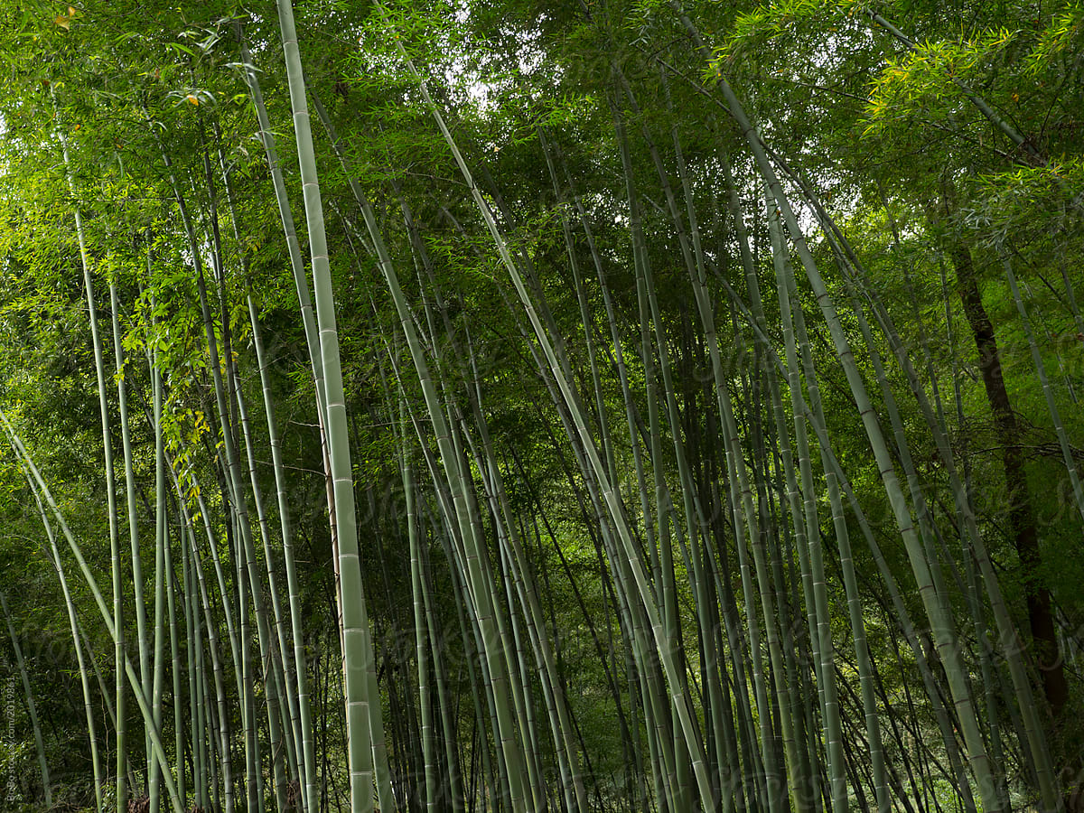 Bamboo woods