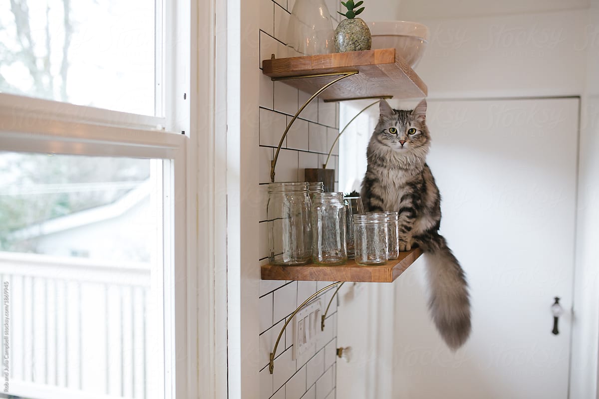 Siberian cat hanging out on kitchen shelf