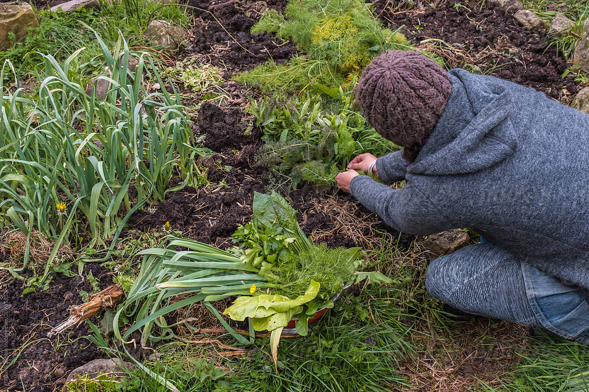 a woman is harvesting veggies and herbs for cooking