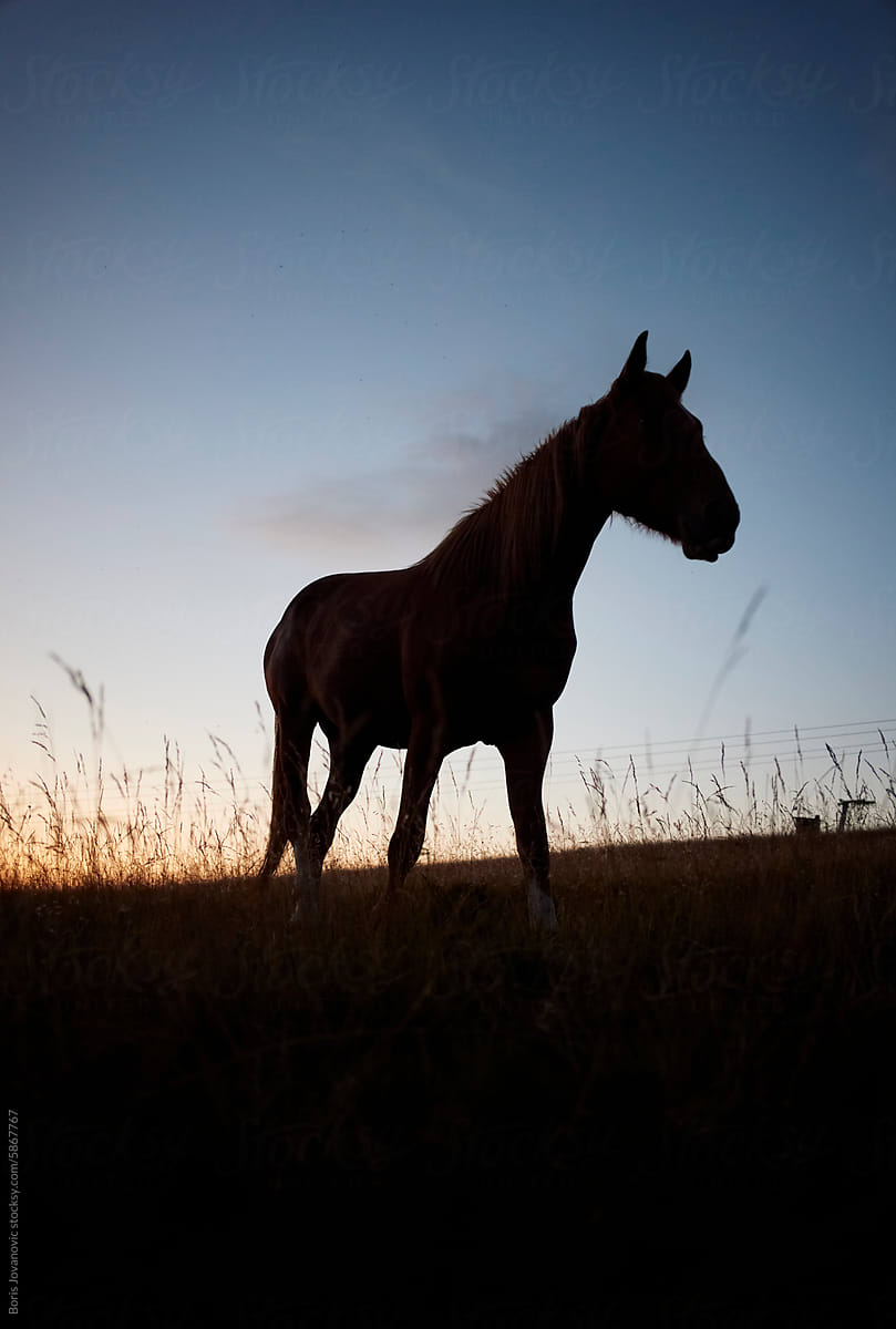 Wild horse at sunset