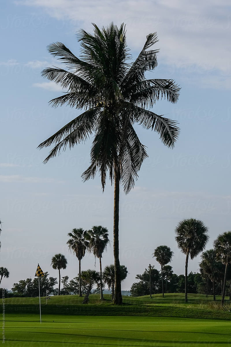 Palm tree & Golf Flag