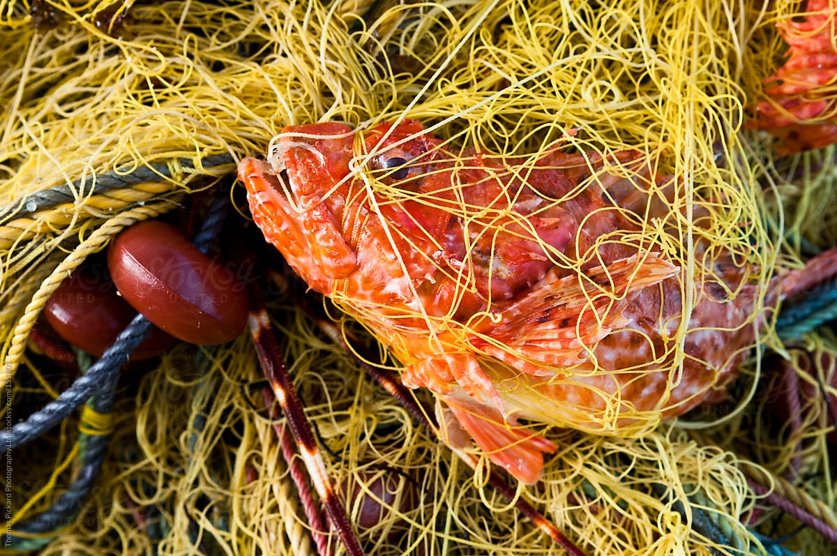 Fish trapped in a commercial fishing net, Fourni Islands, Greece
