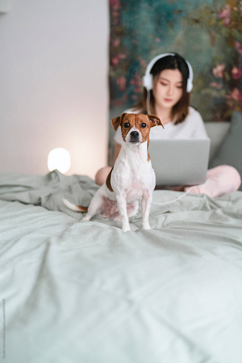 Dog relaxing on bed with woman