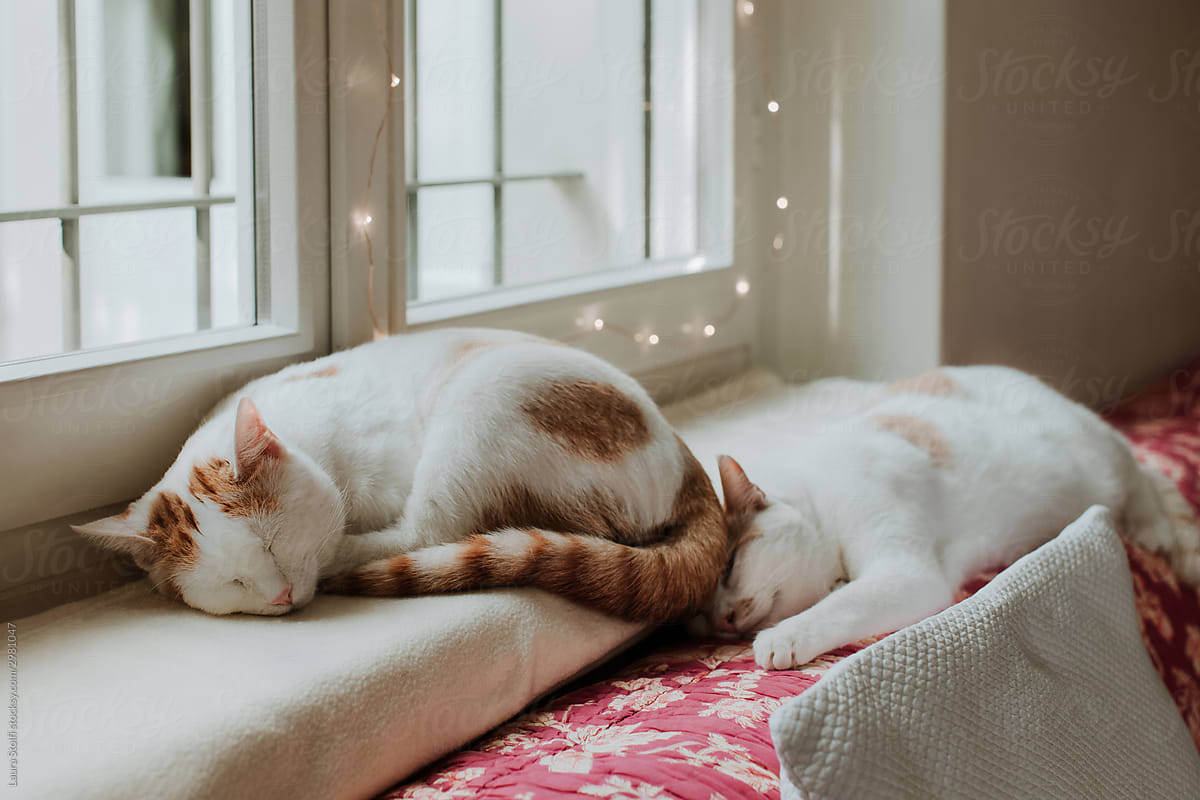 Cats sleeping together on windowsill with one\' bottom on the head of the other cat
