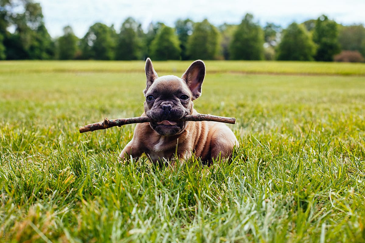 A french bulldog puppy holding a stick in its mouth in the grass outside