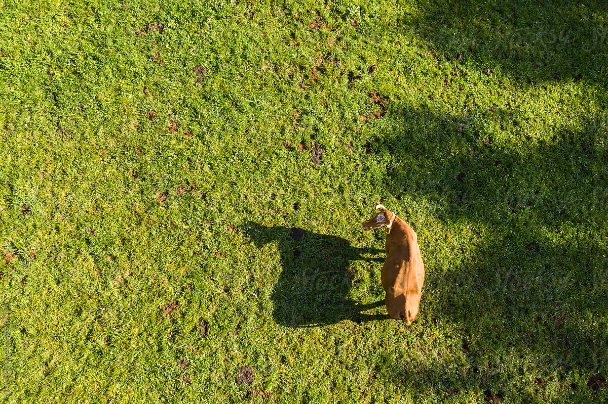 aerial shot of red cow on green pasture