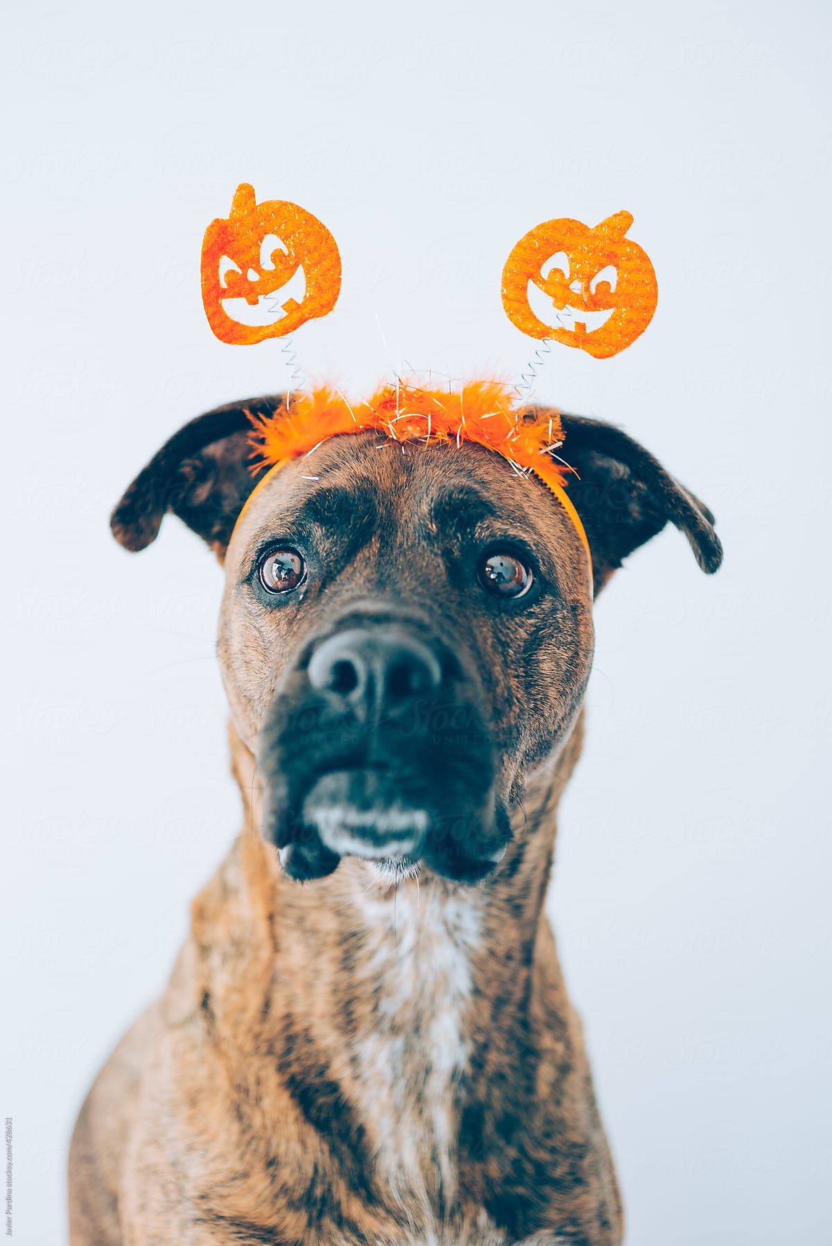 dog with a halloween mask