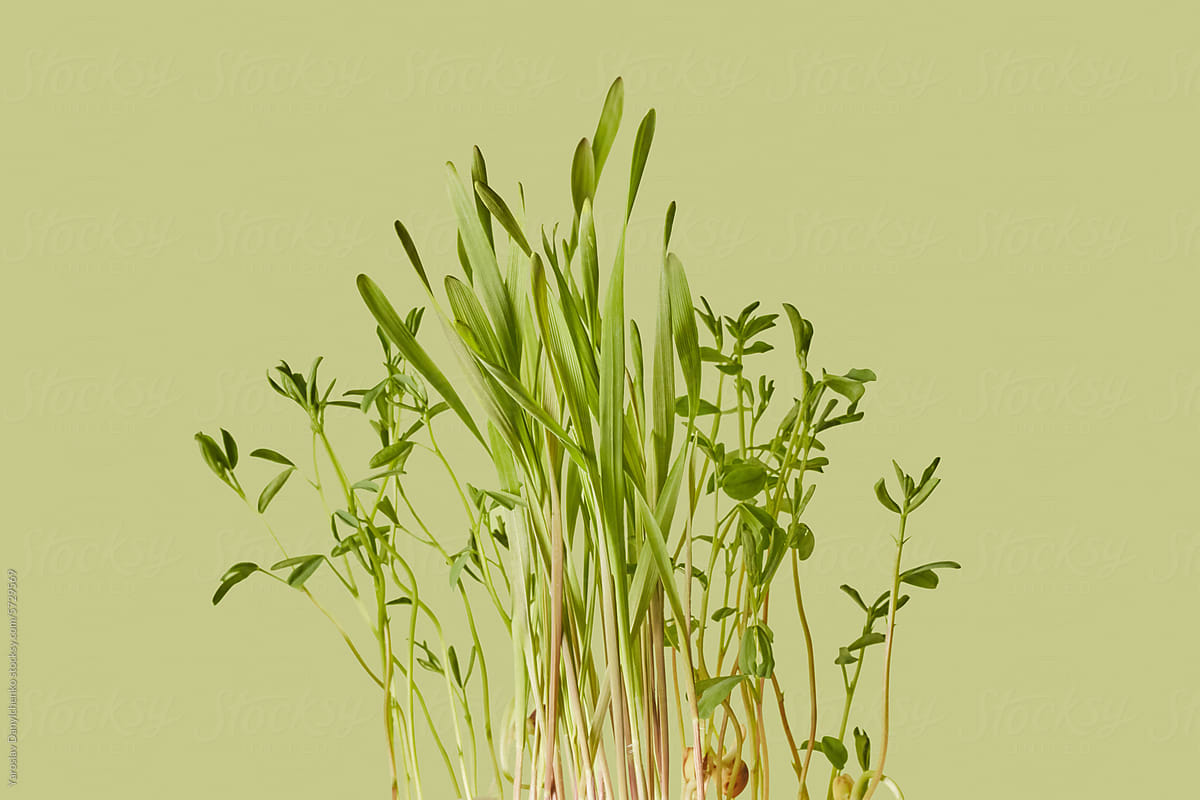 Mix of lentil, rye and wheat microgreens over light green background