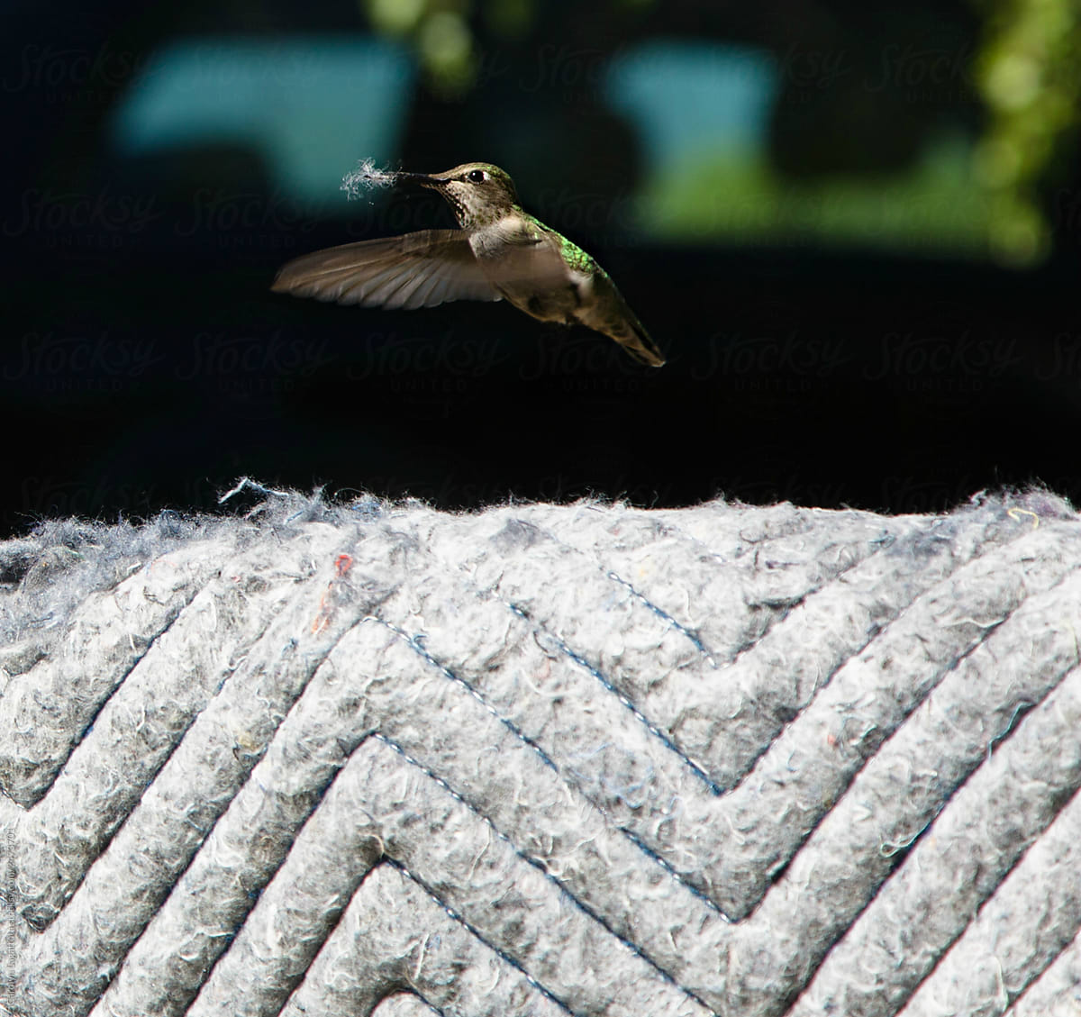 Hummingbird getting fiber from an old blanket for a nest