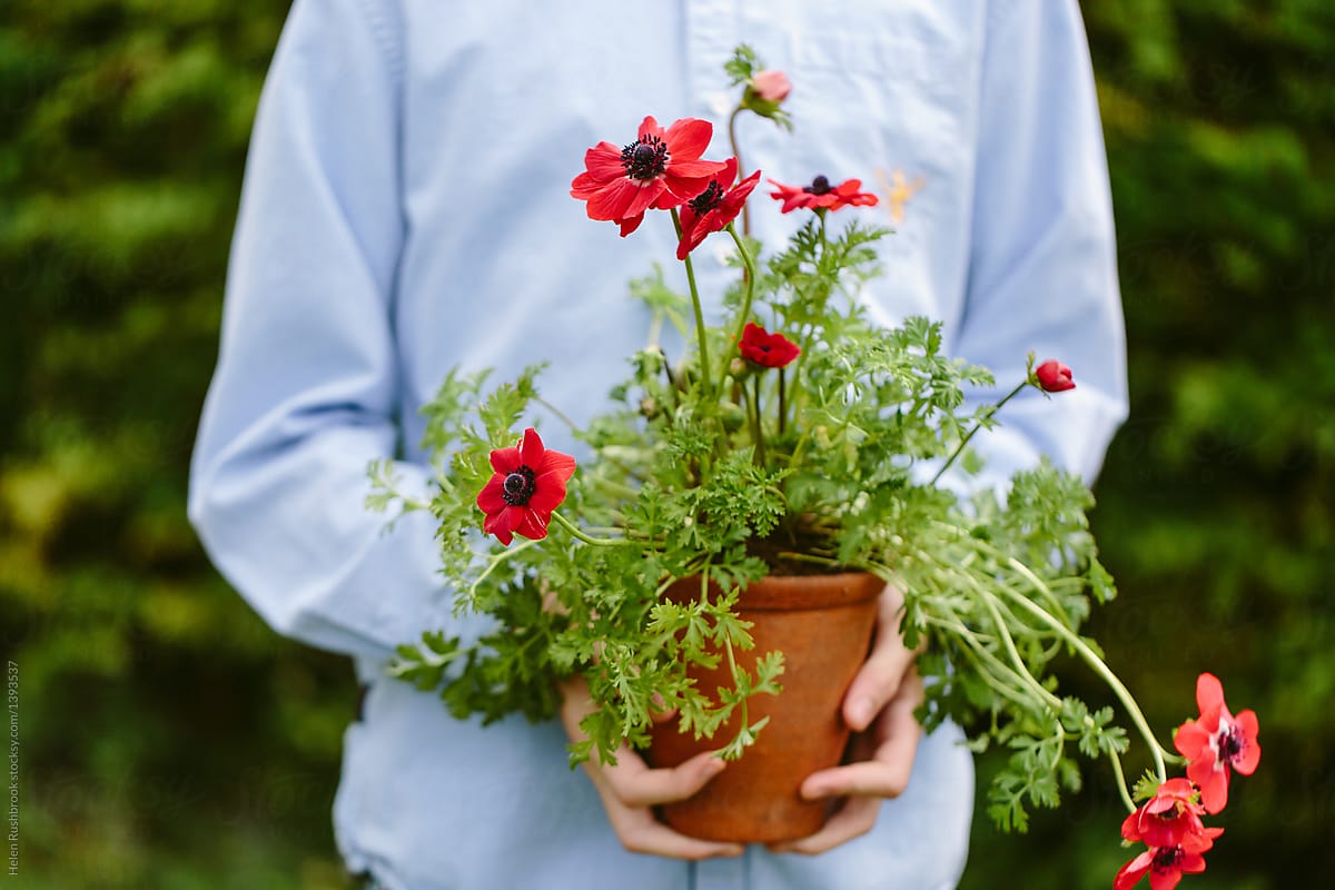 Hands holding a potted red anemone plant in flower