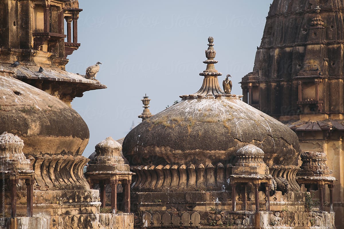 Indian Vulture On A Ancient Palace Roof