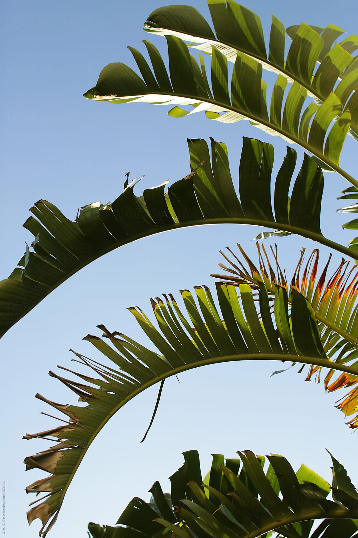 Large Banana Leaves Against A Bright Blue Sky