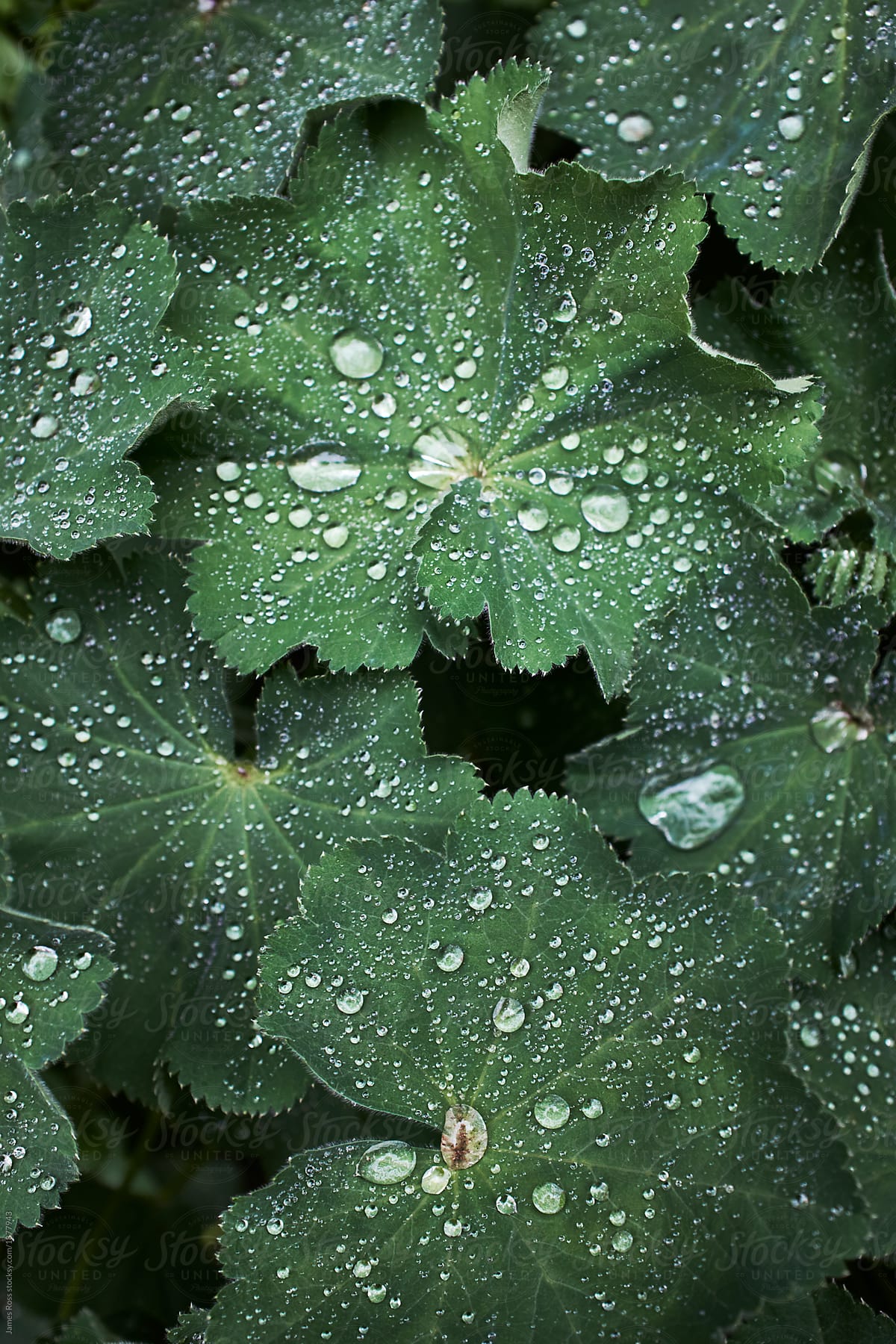 Water droplets on the leaves of a plant