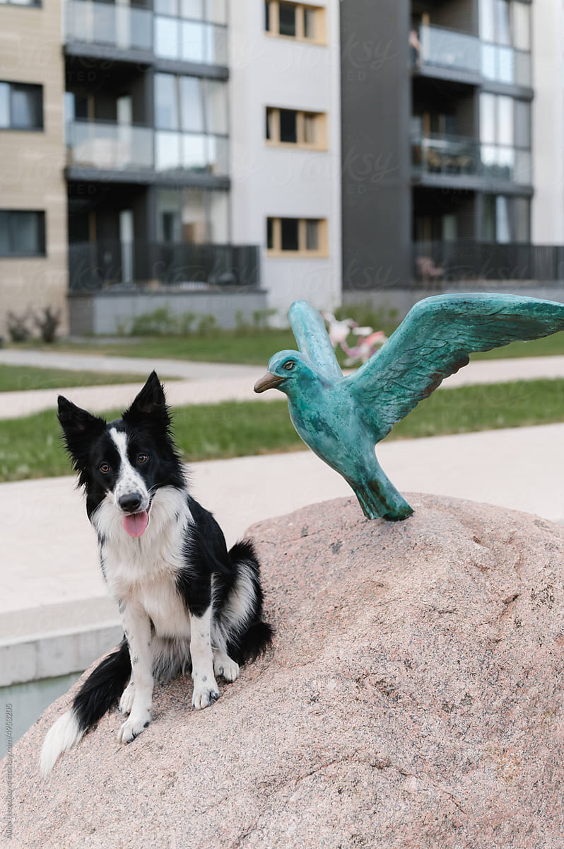Border Collie near bird sculpture