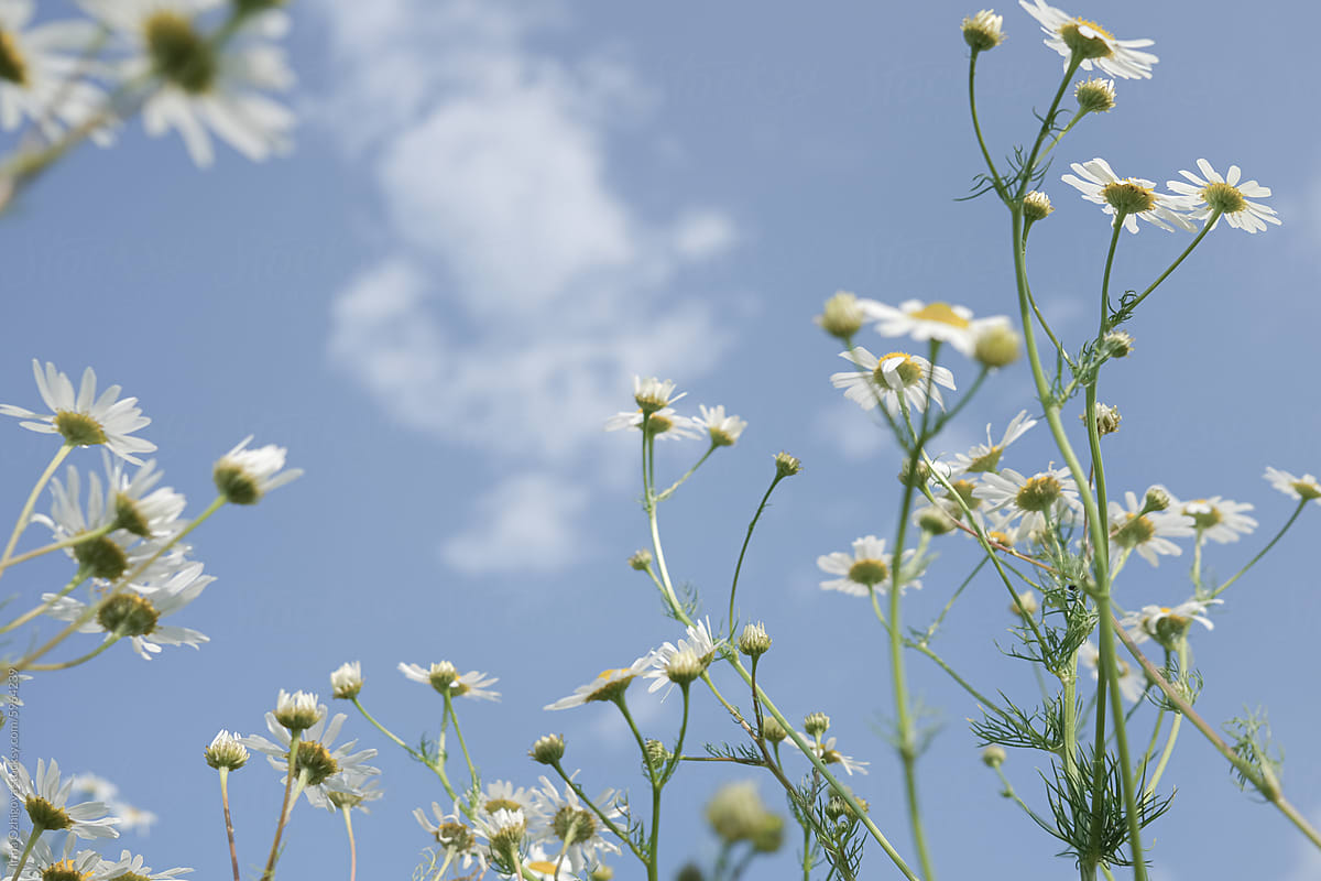 White Wild Daisies Reaching Towards a Clear Blue Sky on a Sunny Day