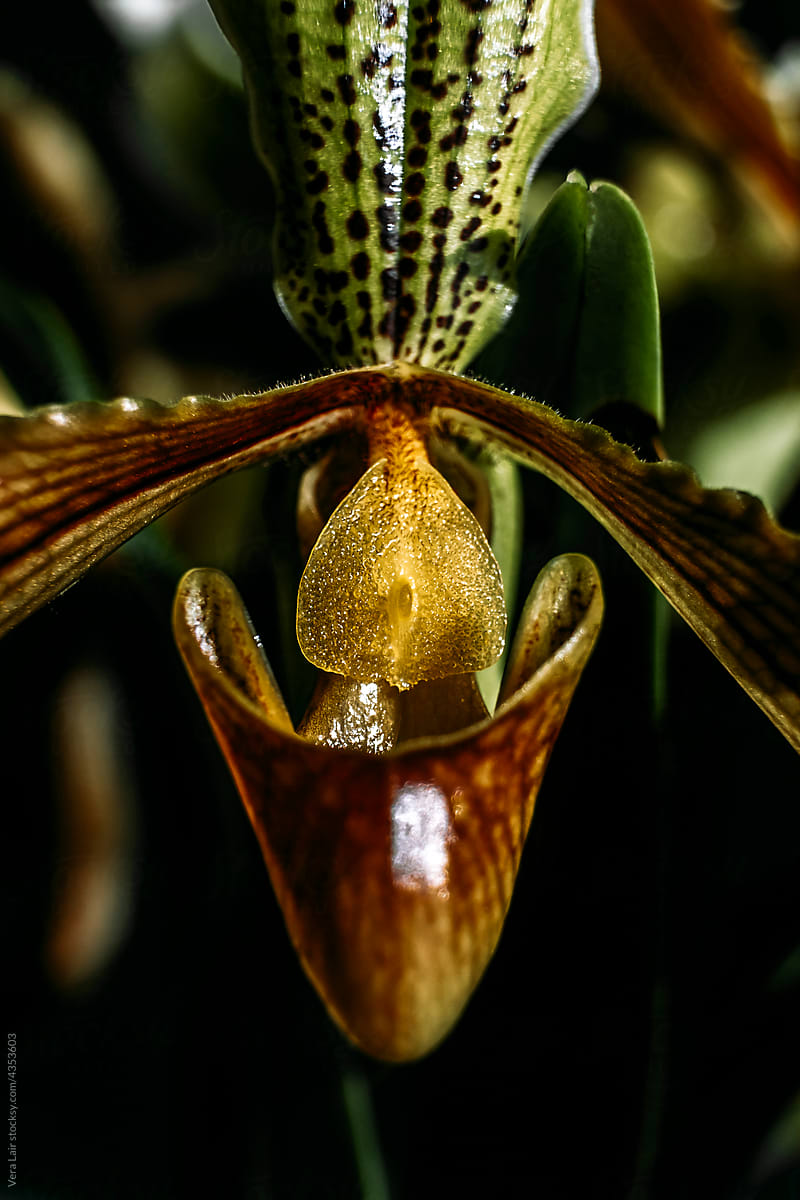 Slipper orchid