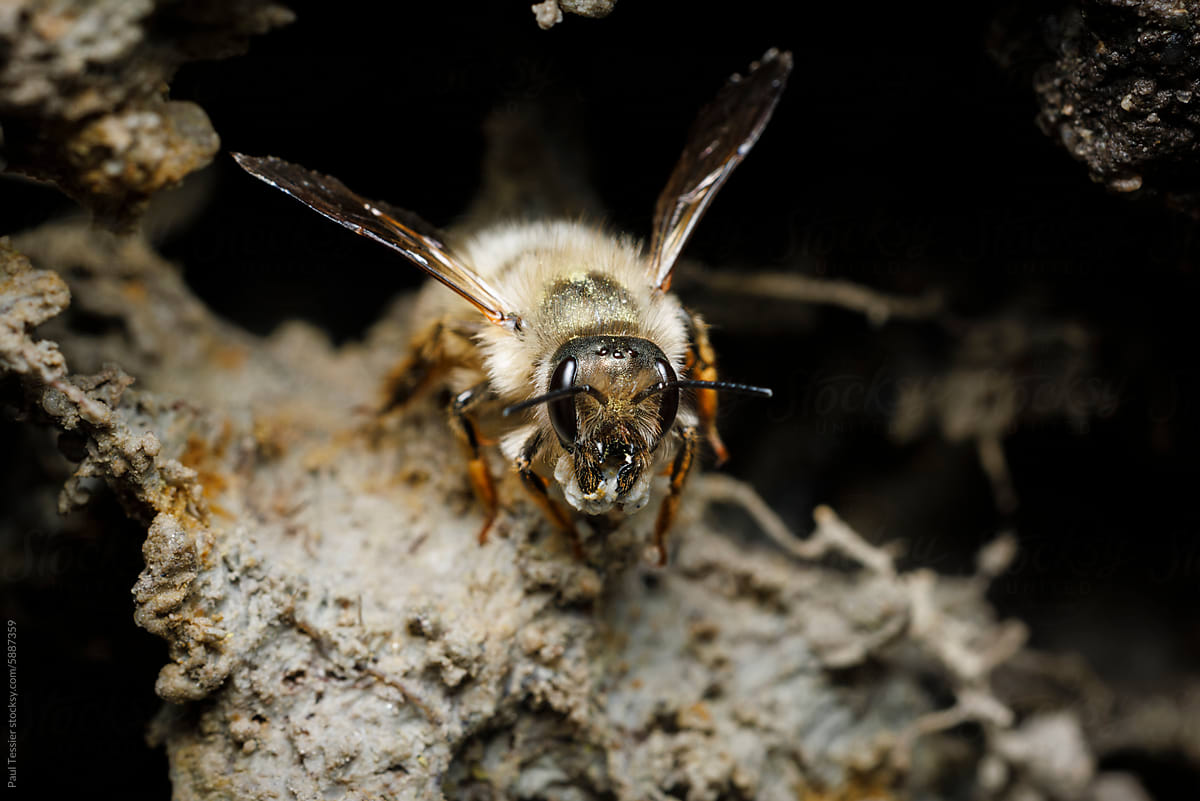 Miner Bee