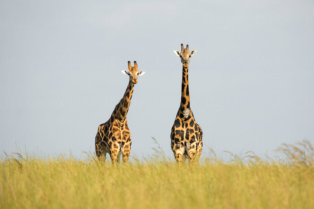 Giraffes grazing in savanna