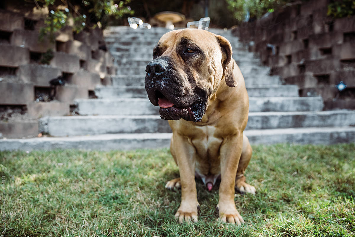 how much is a south african mastiff