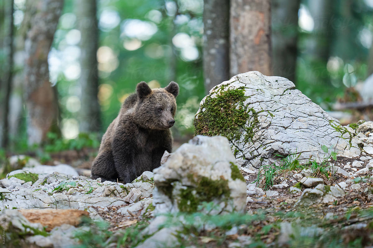 Slovenian baby Bear in Tranquil Forest Setting