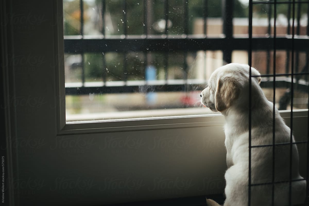 White lab puppy staring out a rainy window