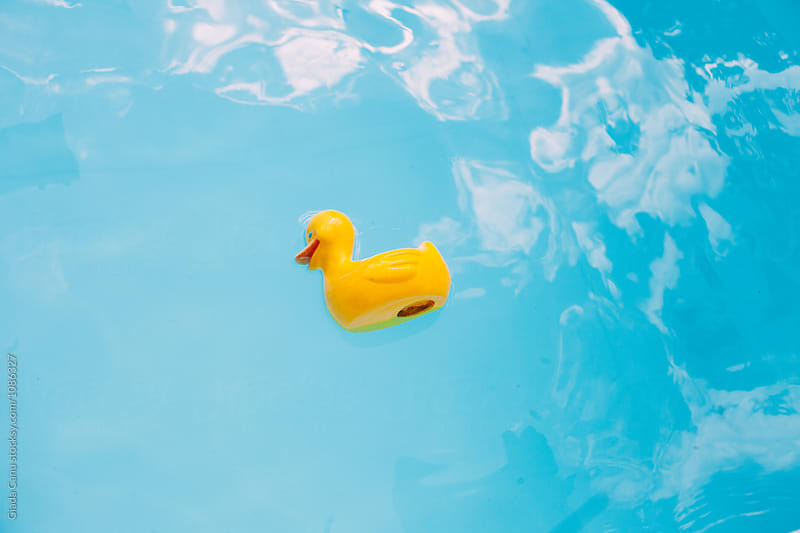 Plastic duck floating in the swimming pool