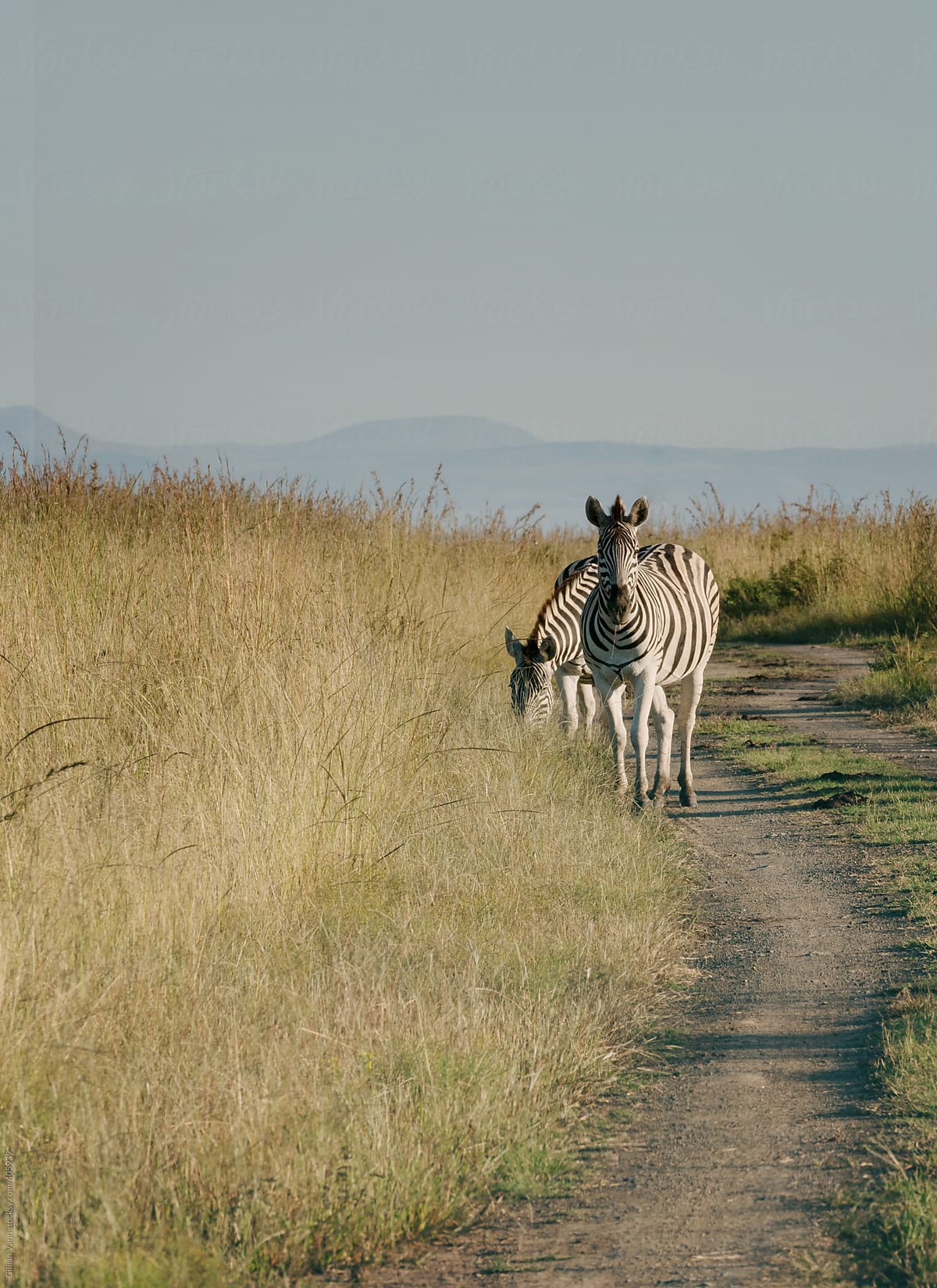african safari, zebra on the road