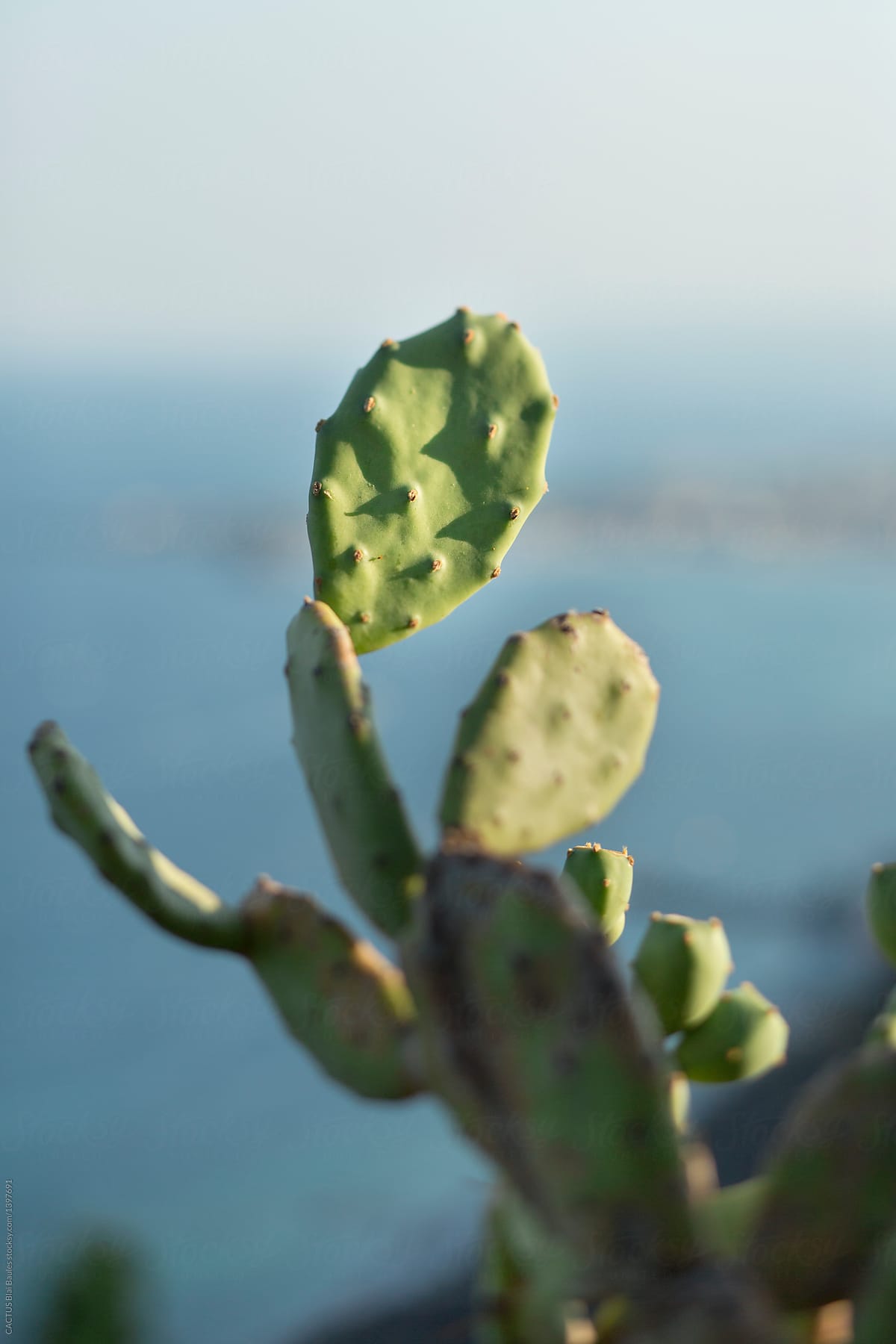 Opuntia cactus in front of the sea