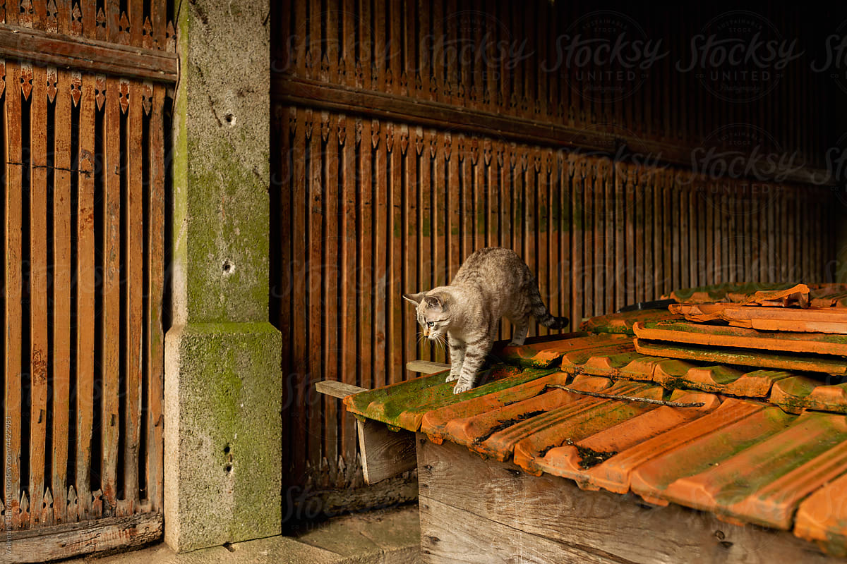 Cat on shelter with tiled roof in rural house