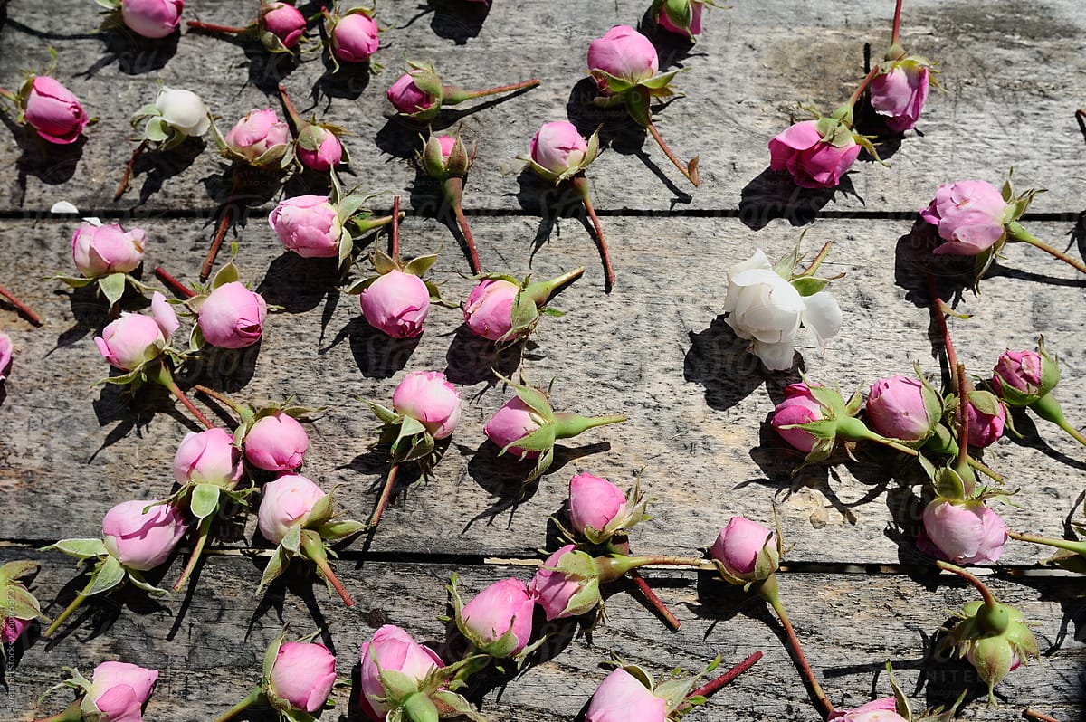Rosebuds on the garden\'s table