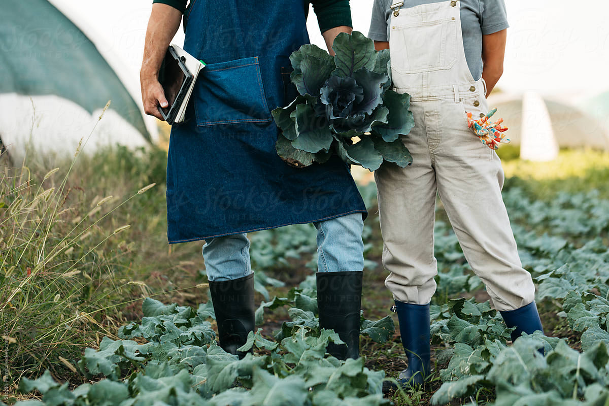 Couple working in cabbage field