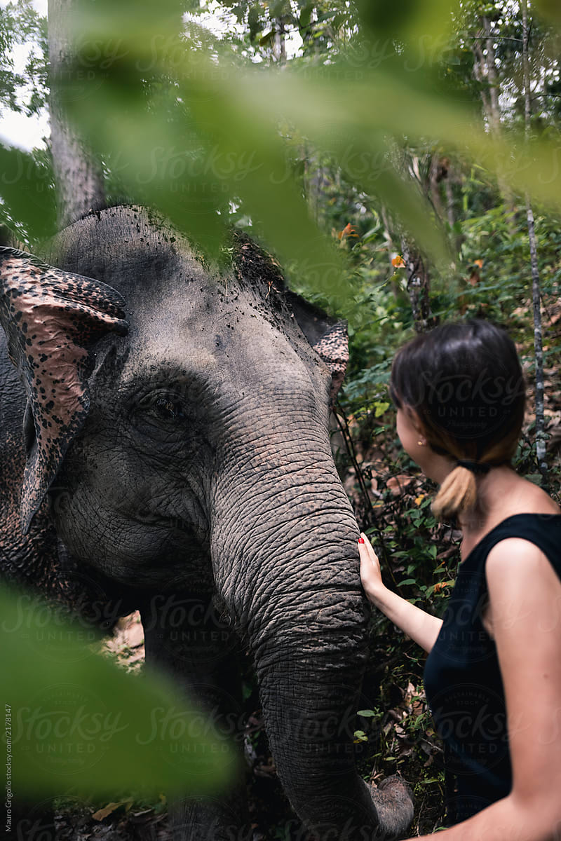 Woman strokes an Elephants in nature
