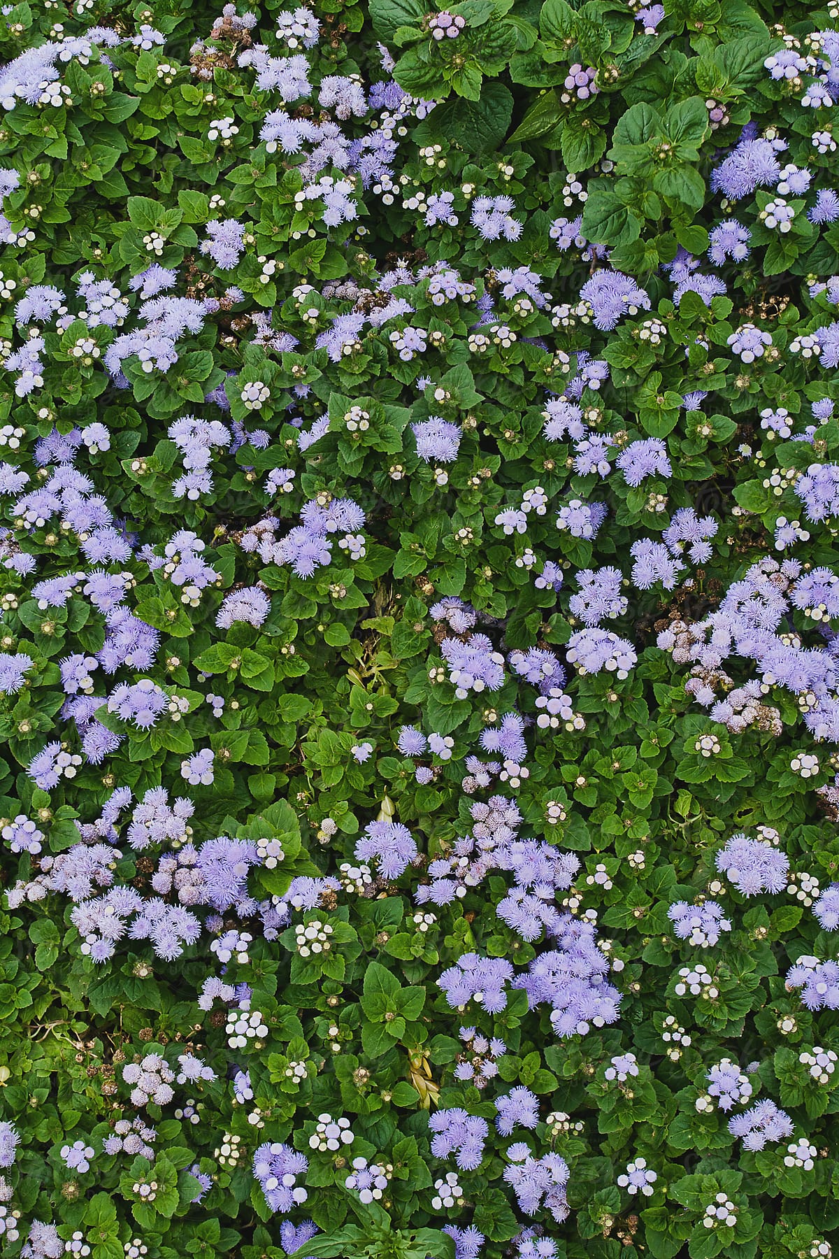 Patterned background of green leaves and purple flowers