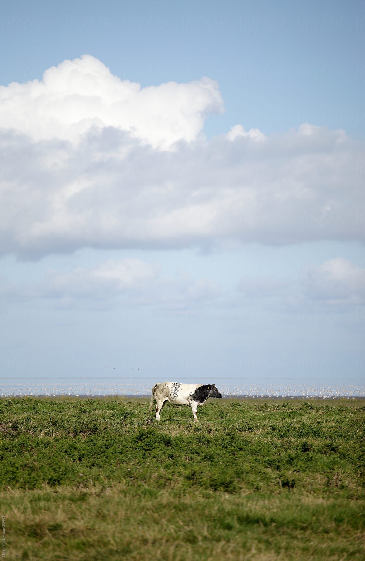 Single cow standing in a meadow at sea