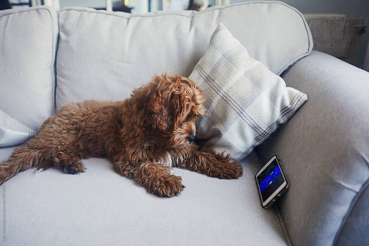 Puppy dog watching a smart phone