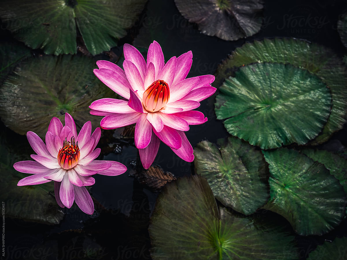 pair of pink and red water lilies