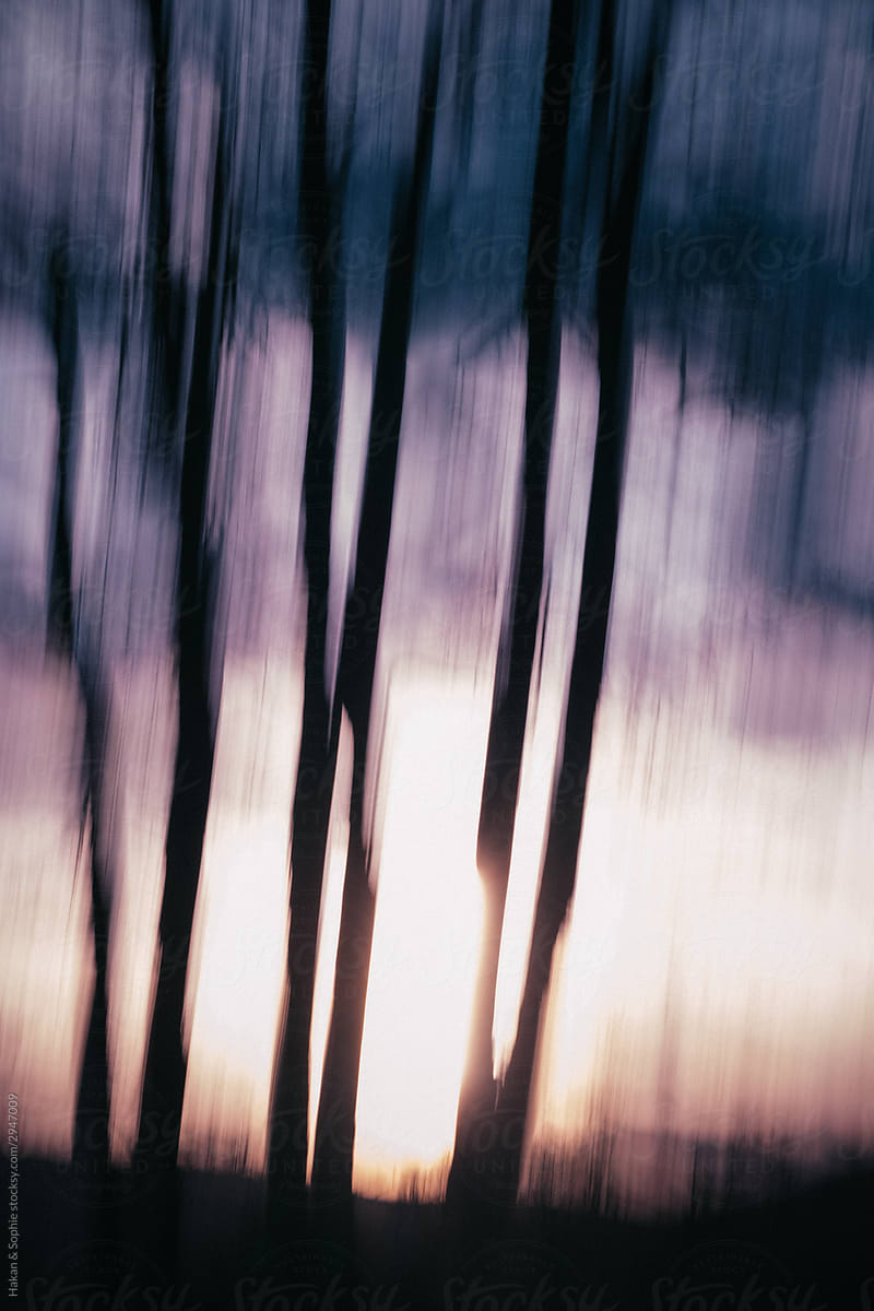 Sunset And Blurry Trees By Stocksy Contributor Hakan Sophie Stocksy