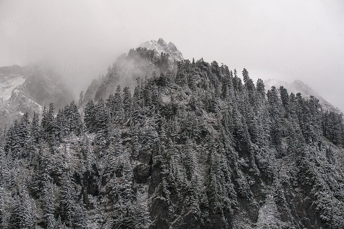 Frozen Mountain Forest