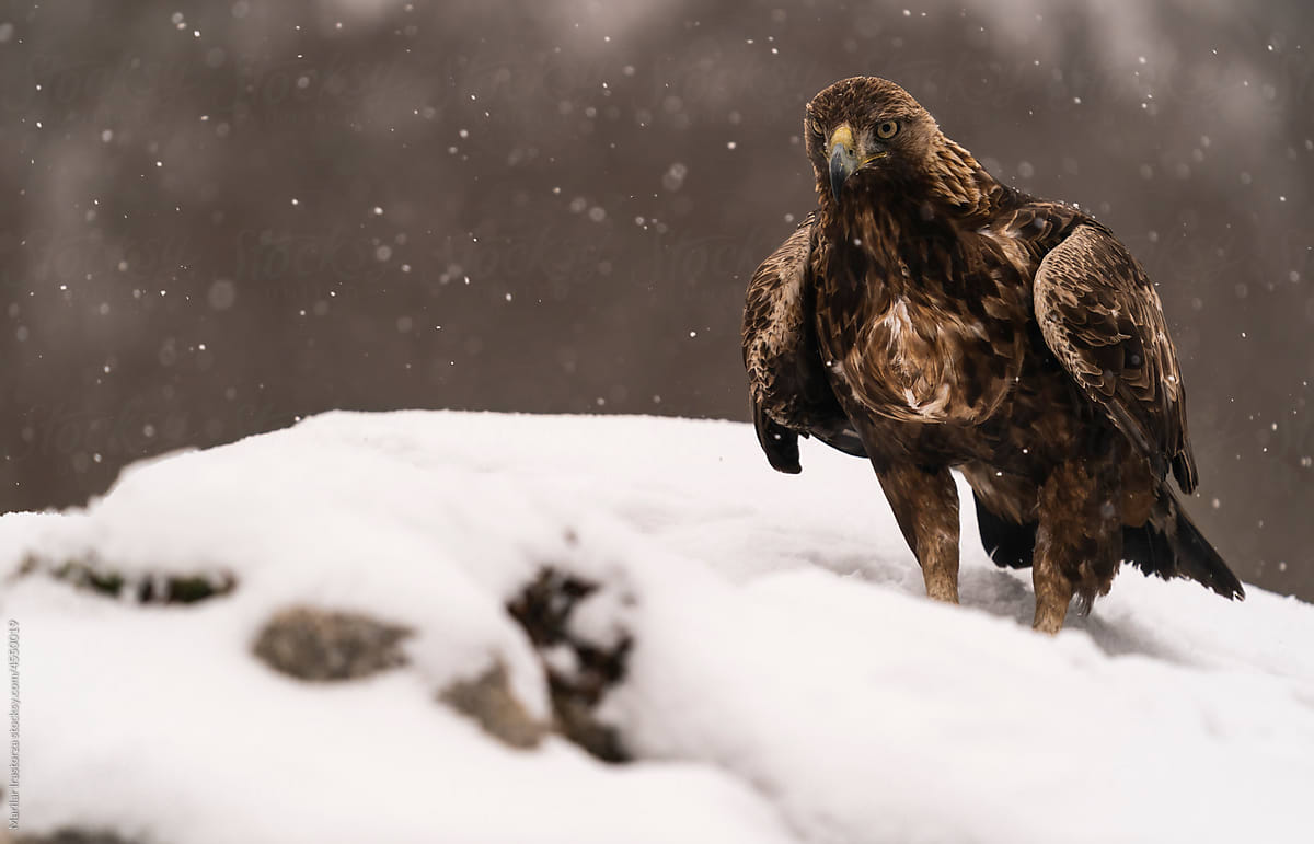 Golden Eagle Perched On Snowy Rock