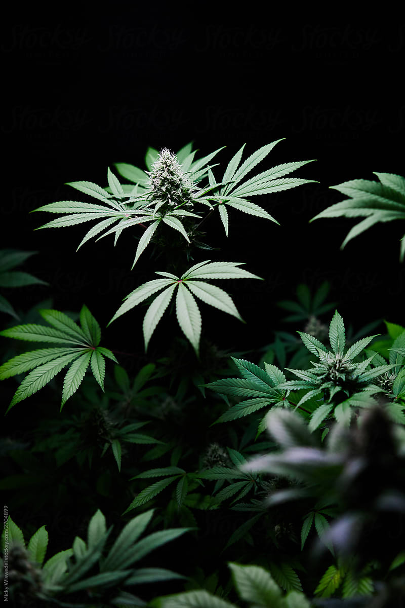 budding cannabis plant