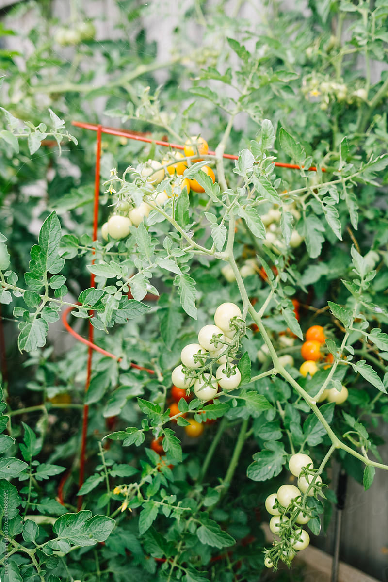 Cherry tomatoes in the backyard garden