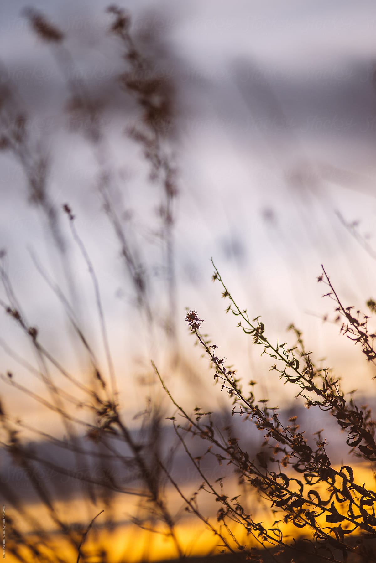 Plants At Sunset By Stocksy Contributor Javier Pardina Stocksy