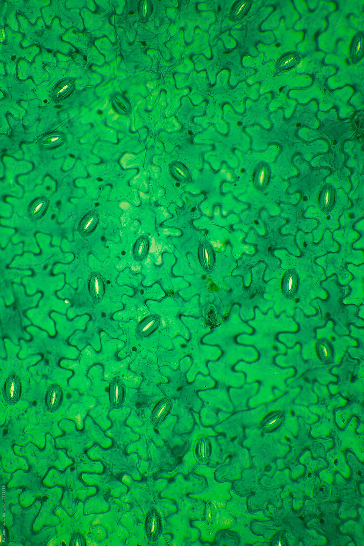 Leaf surface stomata from Rhoeo Disolor plant