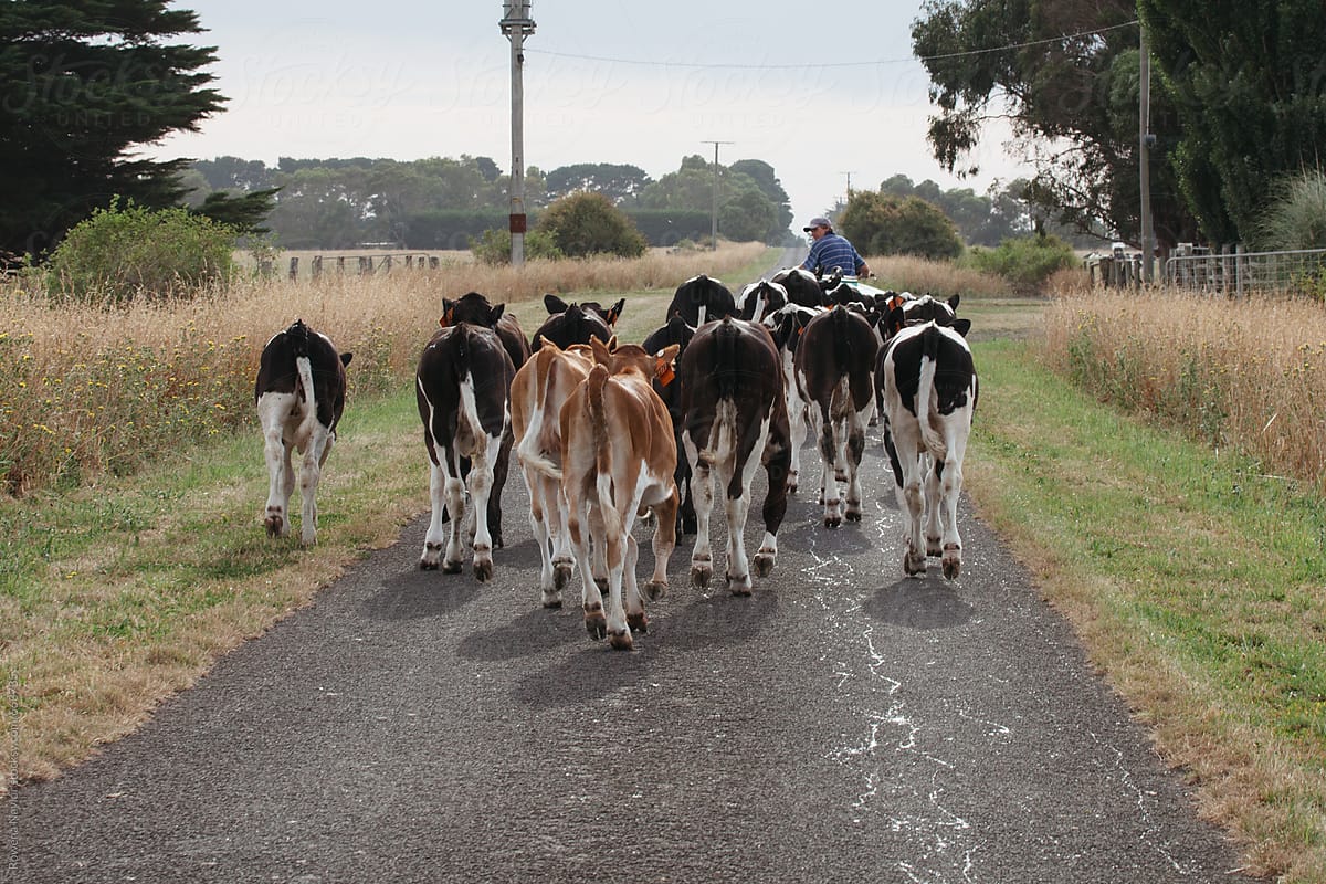 Dairy calves following farmer for feeding