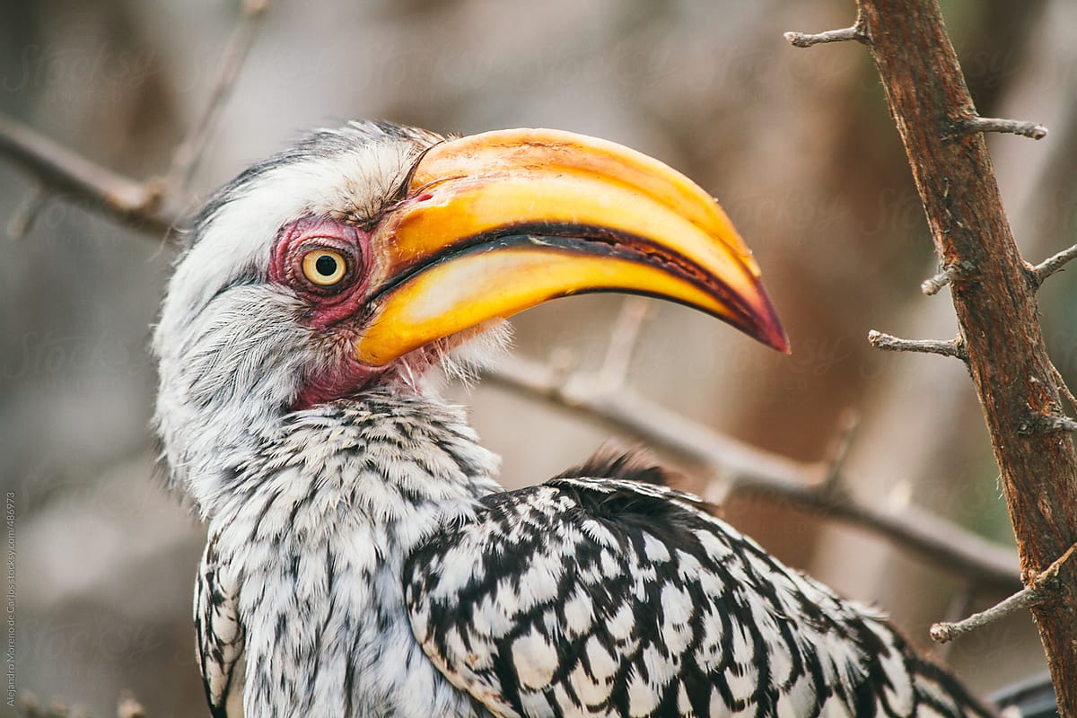 Southern Yellow-Billed Hornbill bird closeup shot