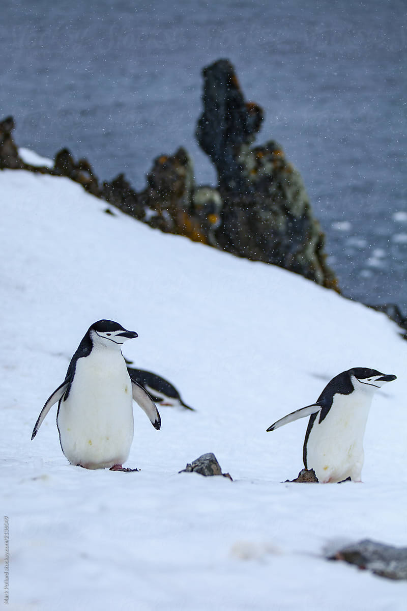 Two Penguins on a Steep Slope