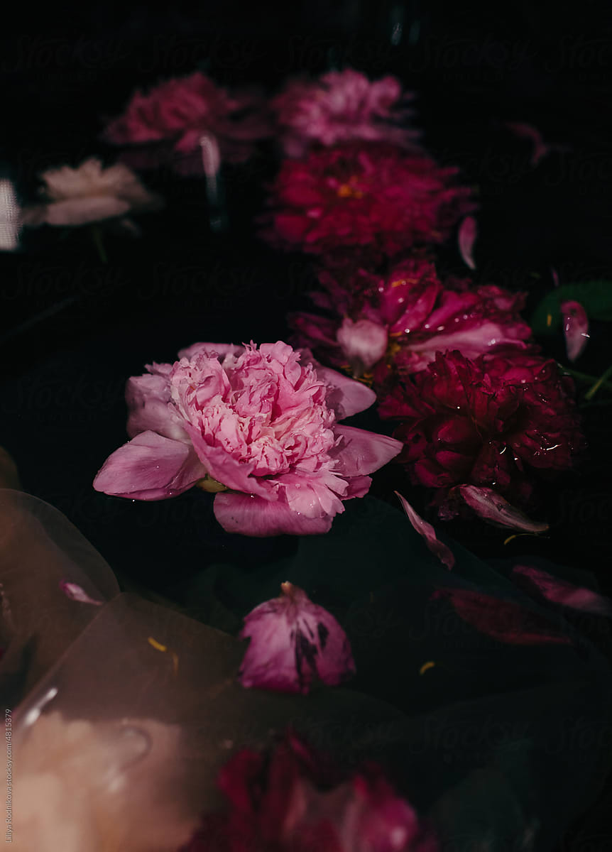 Bright peonies in dark water - flower background