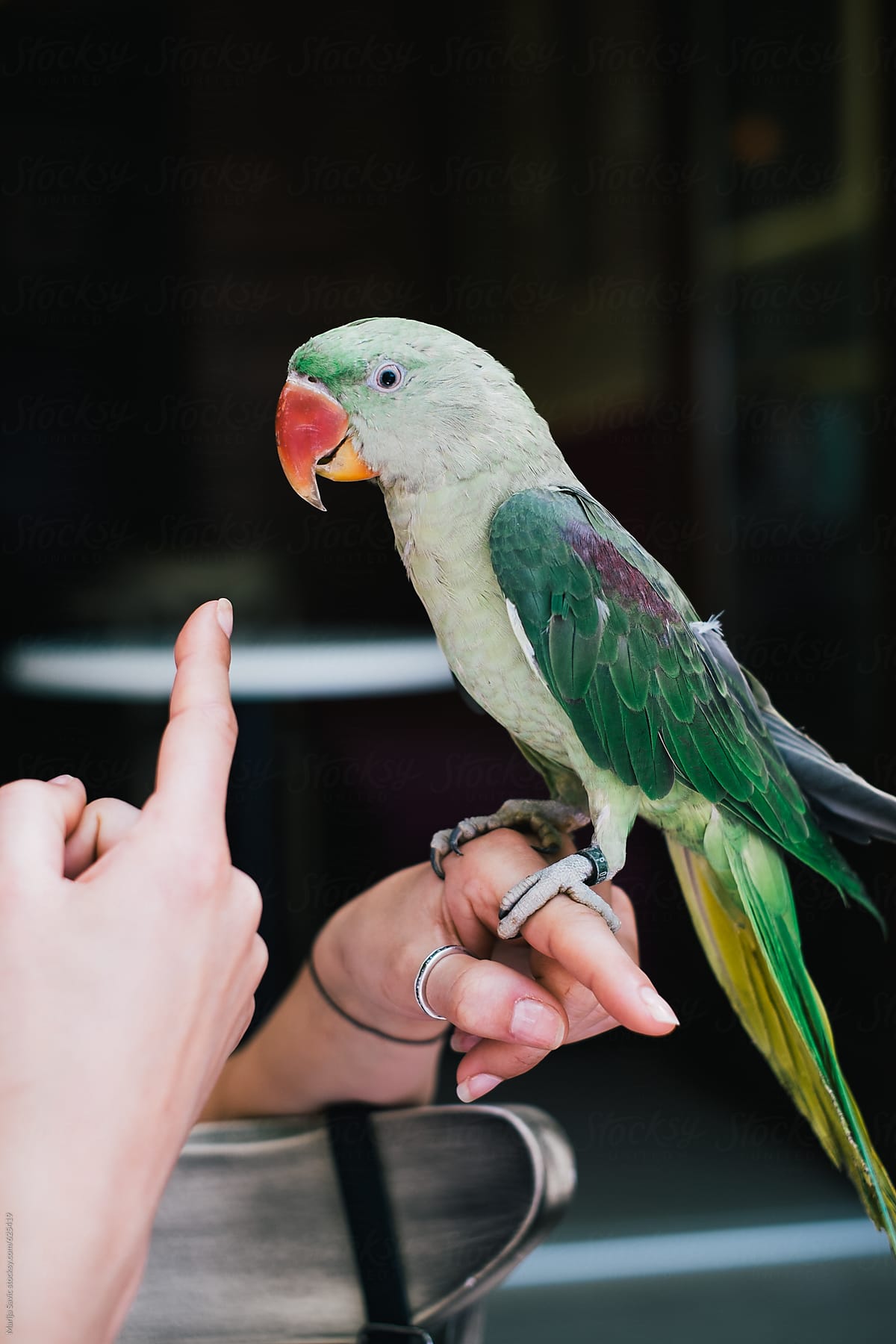 Colorful Parrot Playing with Finger