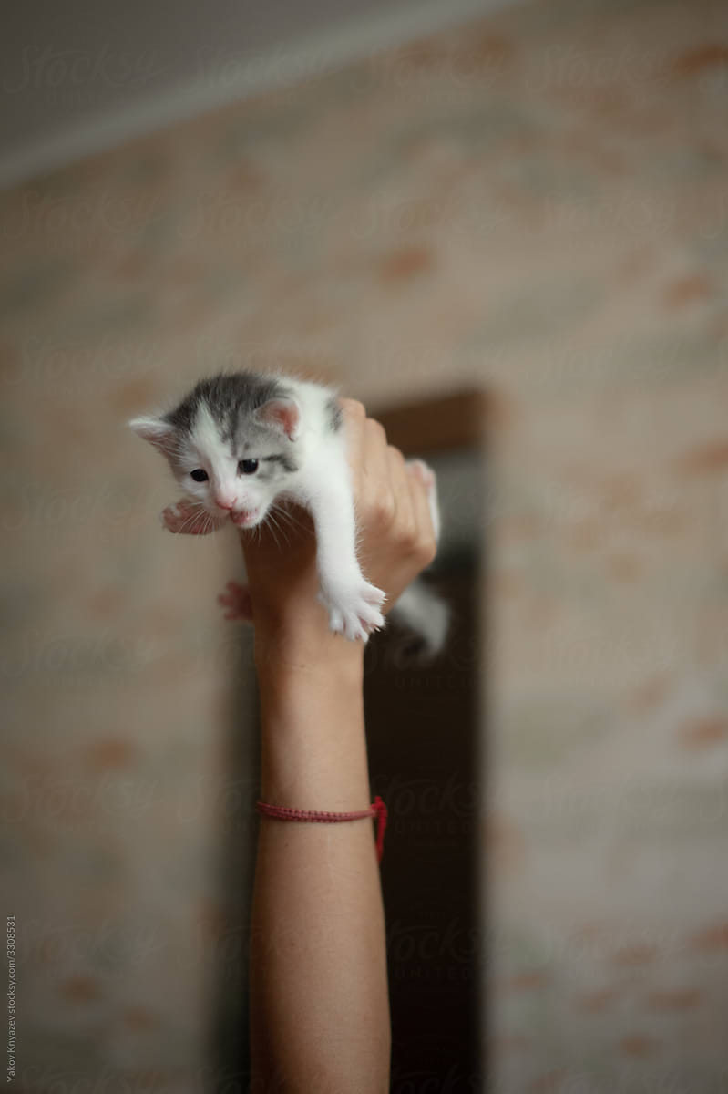 little kitty in a woman\'s hand raised above the bed