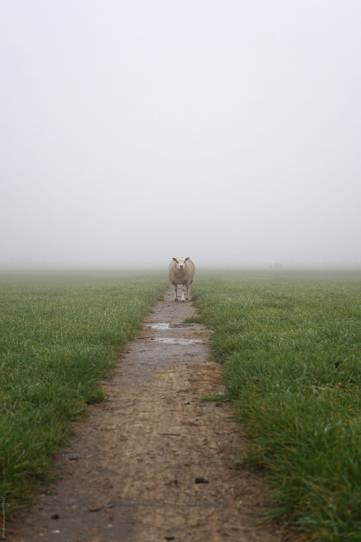 Sheep on path in foggy field